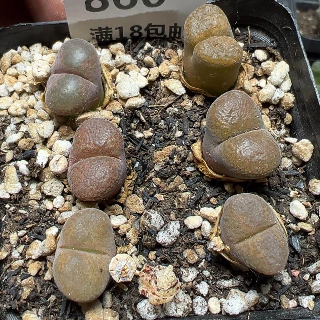 【闪购商品】 860。