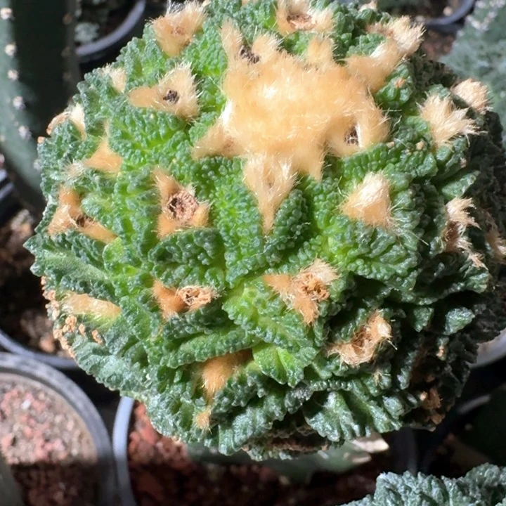 螺旋辛顿苗接7.5公分