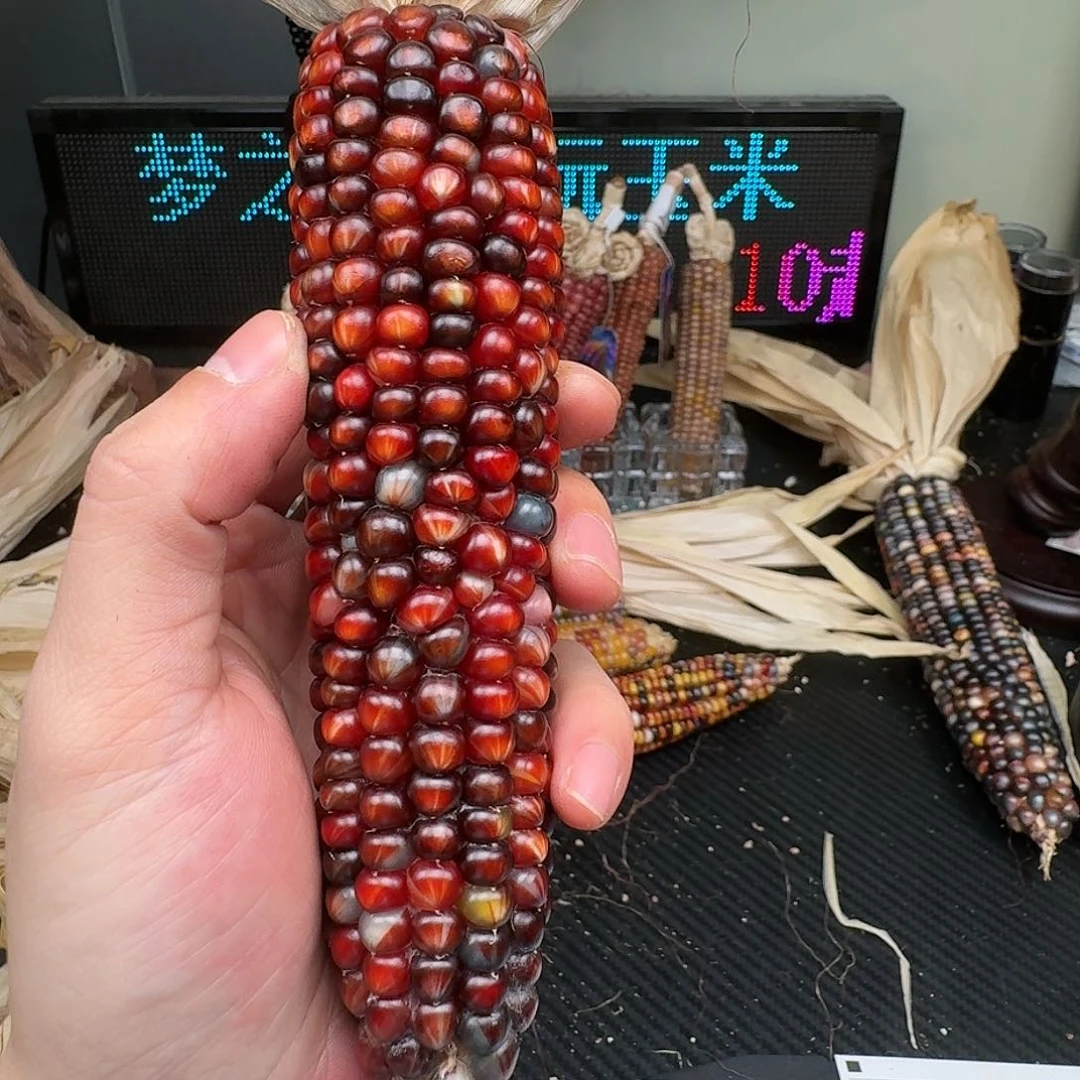 柏香籽/百香籽吊坠老*海