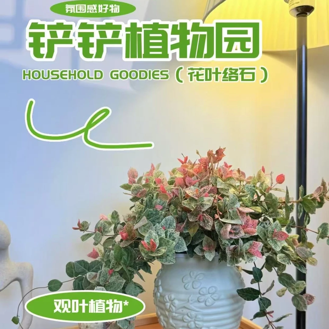 花叶络石室内绿植清新四季庭院观景客厅观赏绿植