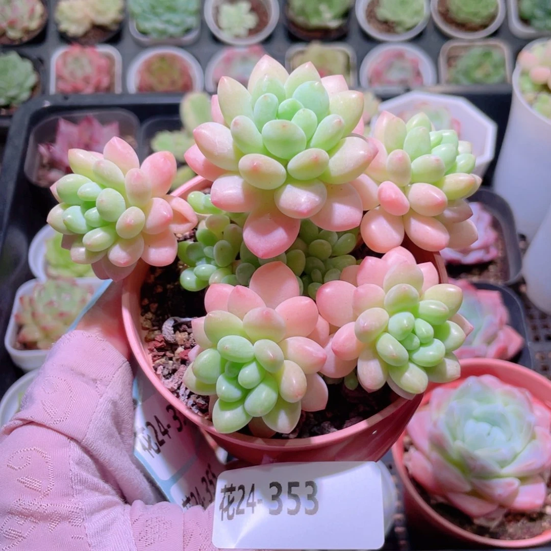 花利美24-353洛可可