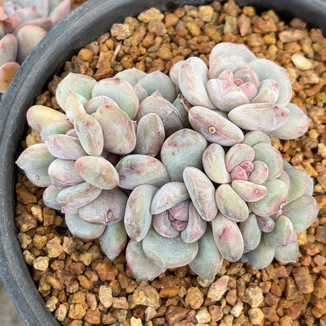 新年快乐新年快乐