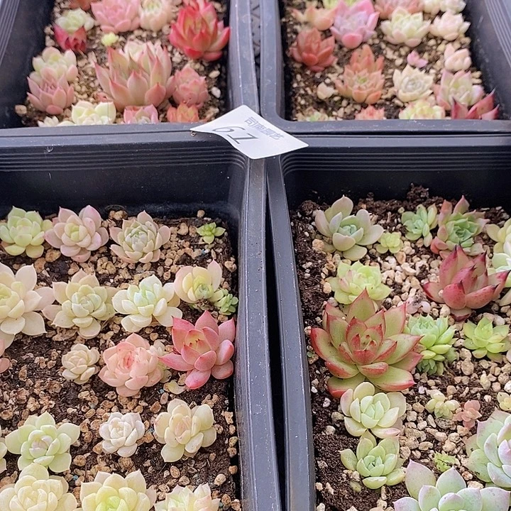 61 多肉植物盆栽植物