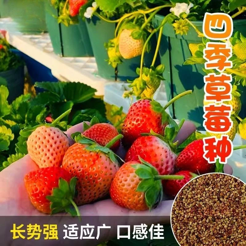 超草莓种子养不死学生版四季水果种子盆栽庭院阳台奶油草莓种籽大