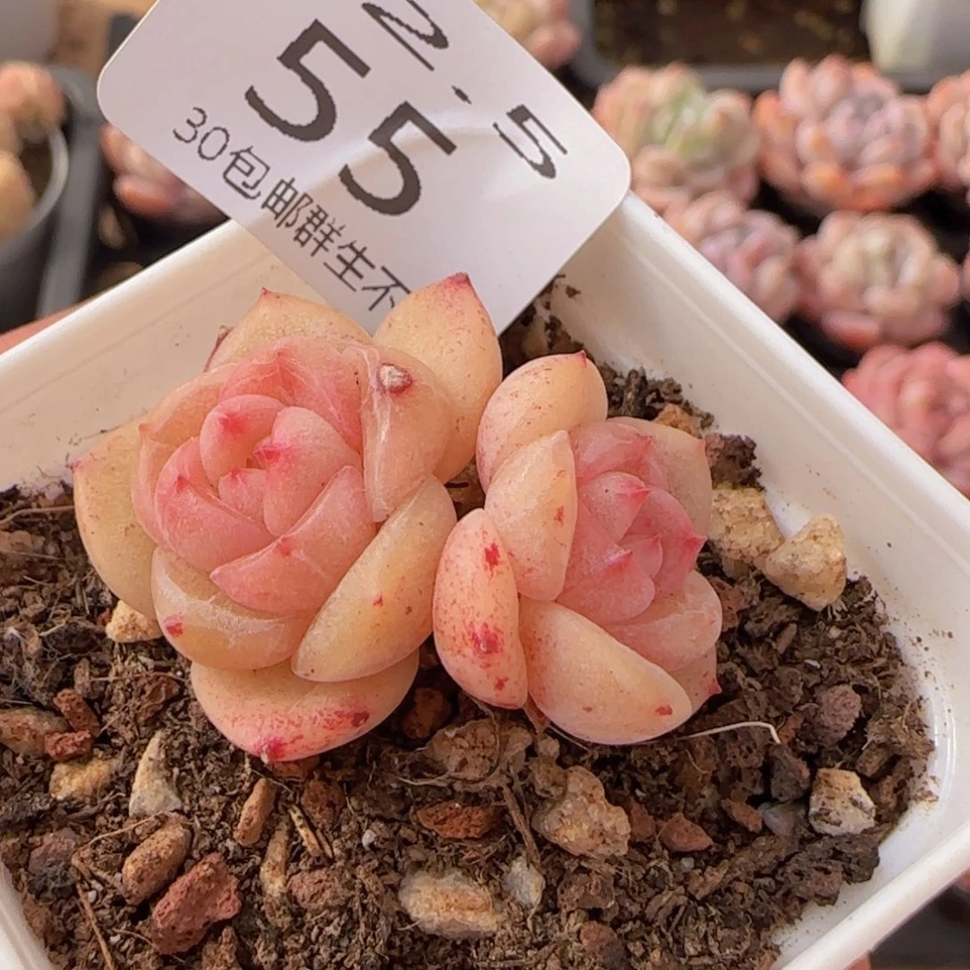 珍妮单头一颗脱土