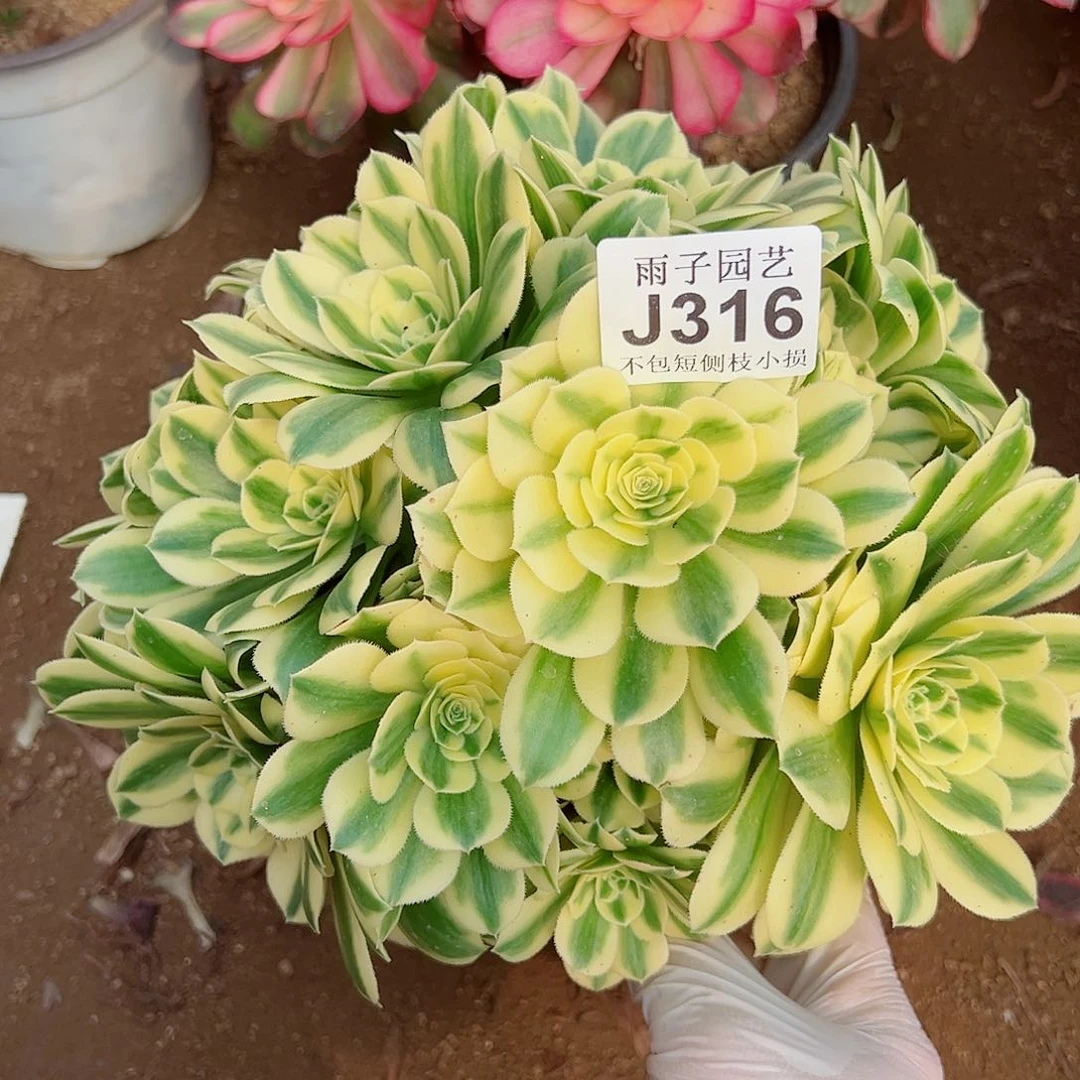 316迈巴赫尺寸25左右