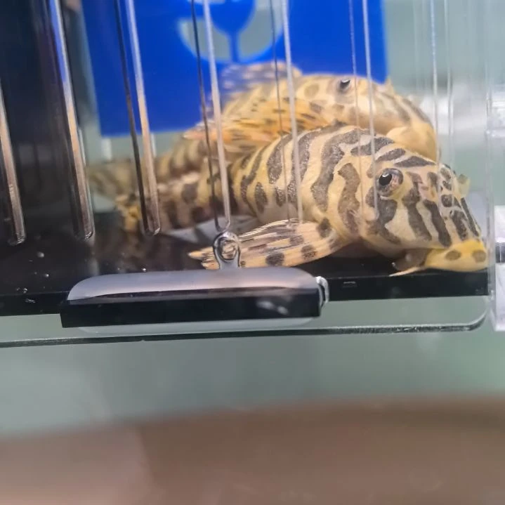 清道夫黄金斑马 134，包邮包损