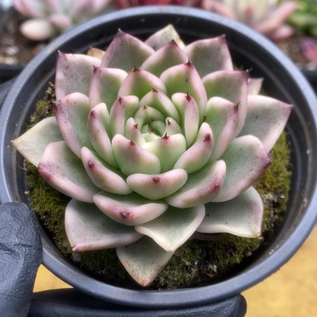 116东云杂锦锦锦锦锦锦锦