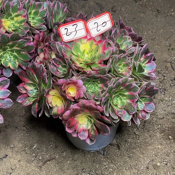 梦***实换的海仙老桩法师