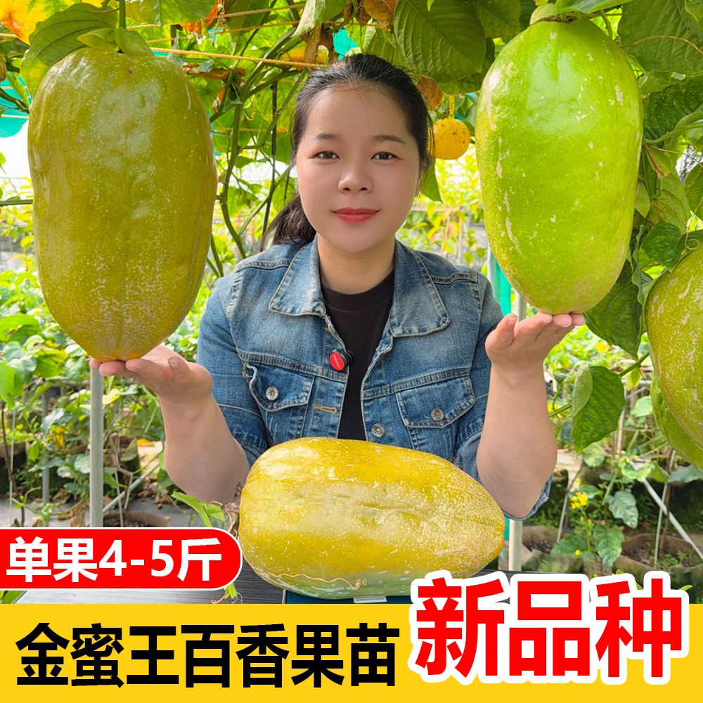 大果金蜜王百香果苗  嫁接百香果树苗 纯甜（新品种）