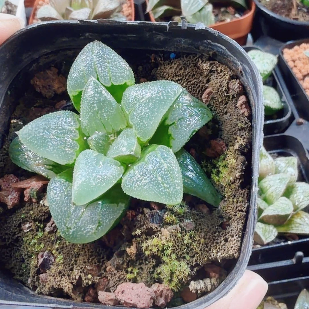 十二卷月亮石开播福利