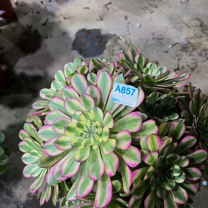 二*857维纳斯法师锦