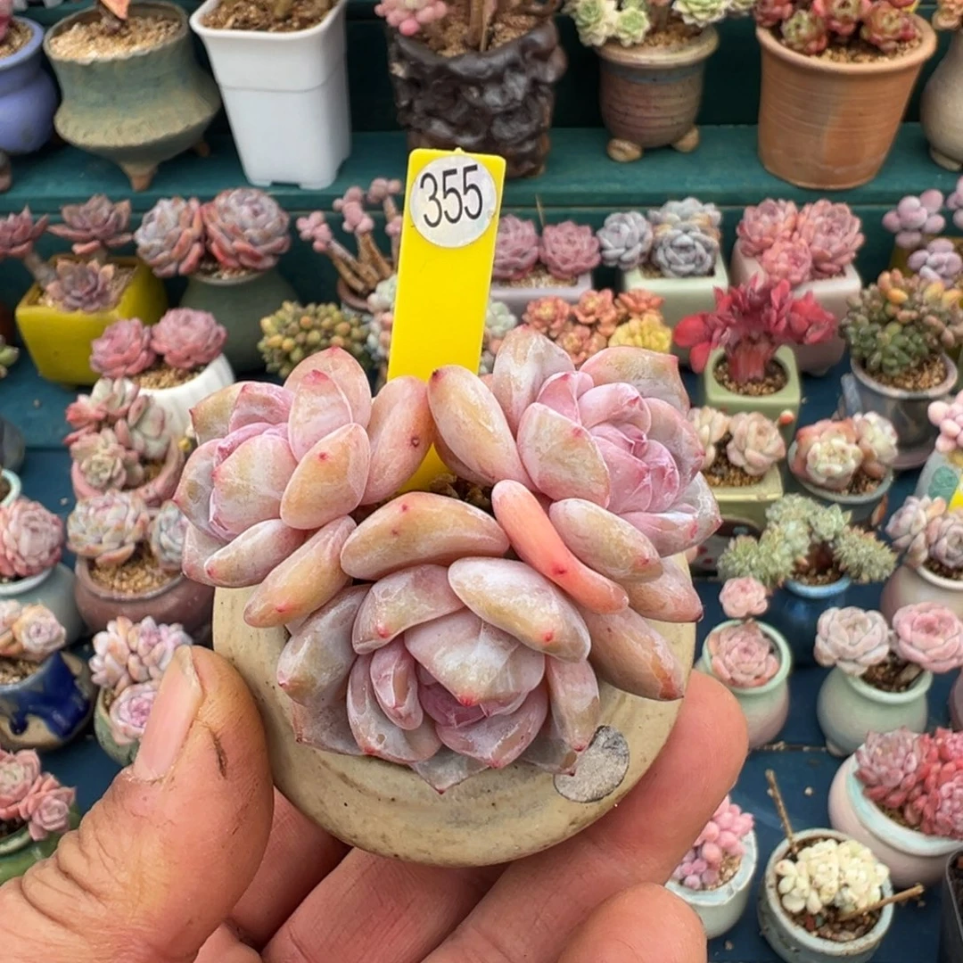 355号带盆土发星影