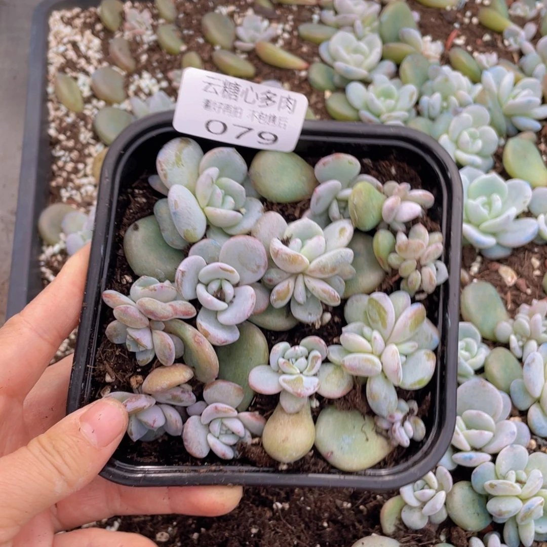 念***✪云糖心多肉植物079