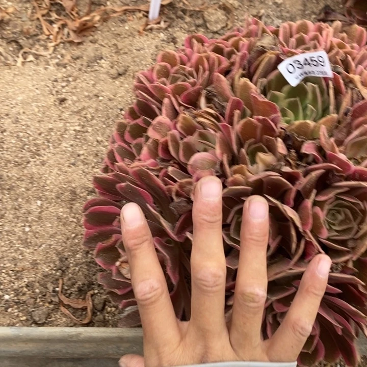 03459不理呗多肉植物