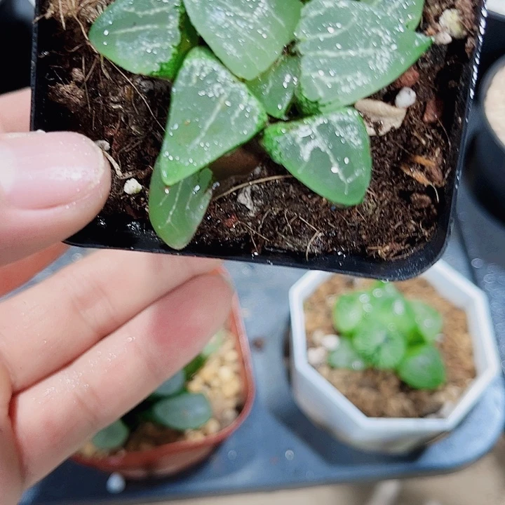 月影寿特价处理得