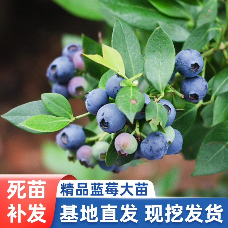 带花带果原盆土发货大果蓝莓树苗南北方阳台庭院盆栽地栽发货