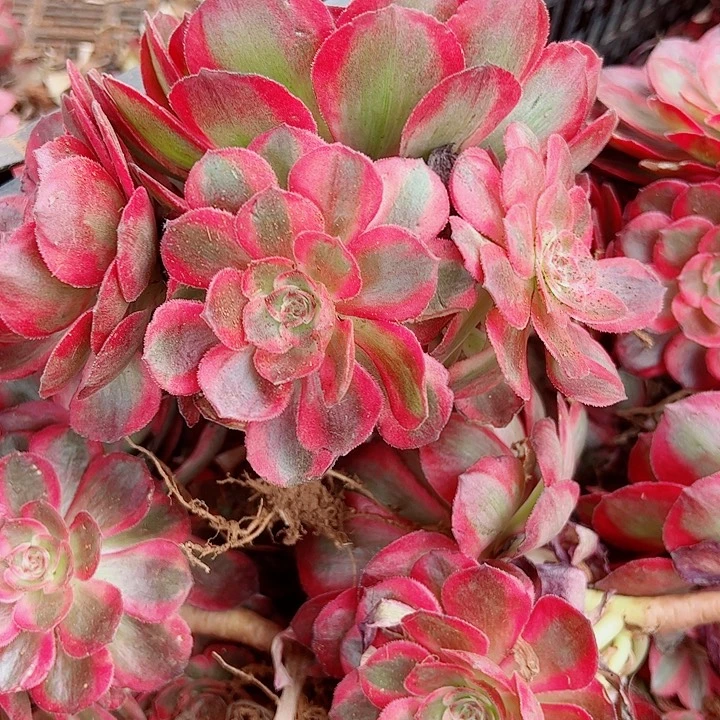 赤子心戴崽多肉植物