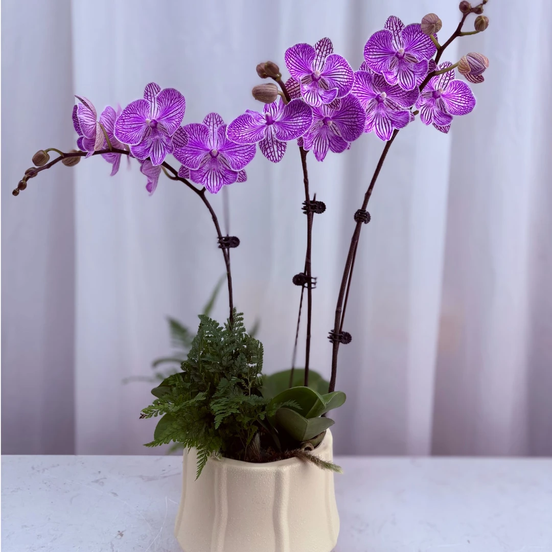 地龙皇优选【曼塔樱花】蝴蝶兰盆栽客厅室内四季好养活植物花卉