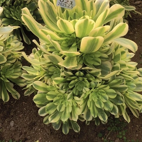 2.5-21金丝翡翠多肉植物