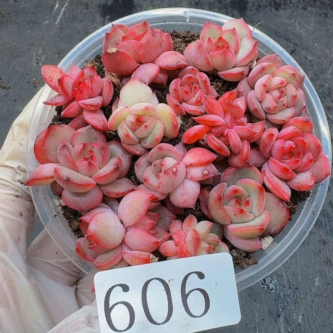 多肉植物多肉植物606