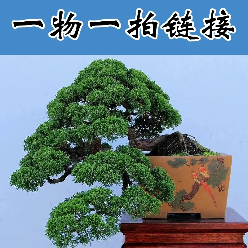 一物一拍盆景链接罗汉松盆栽室内绿植四季常青庭院阳台盆景