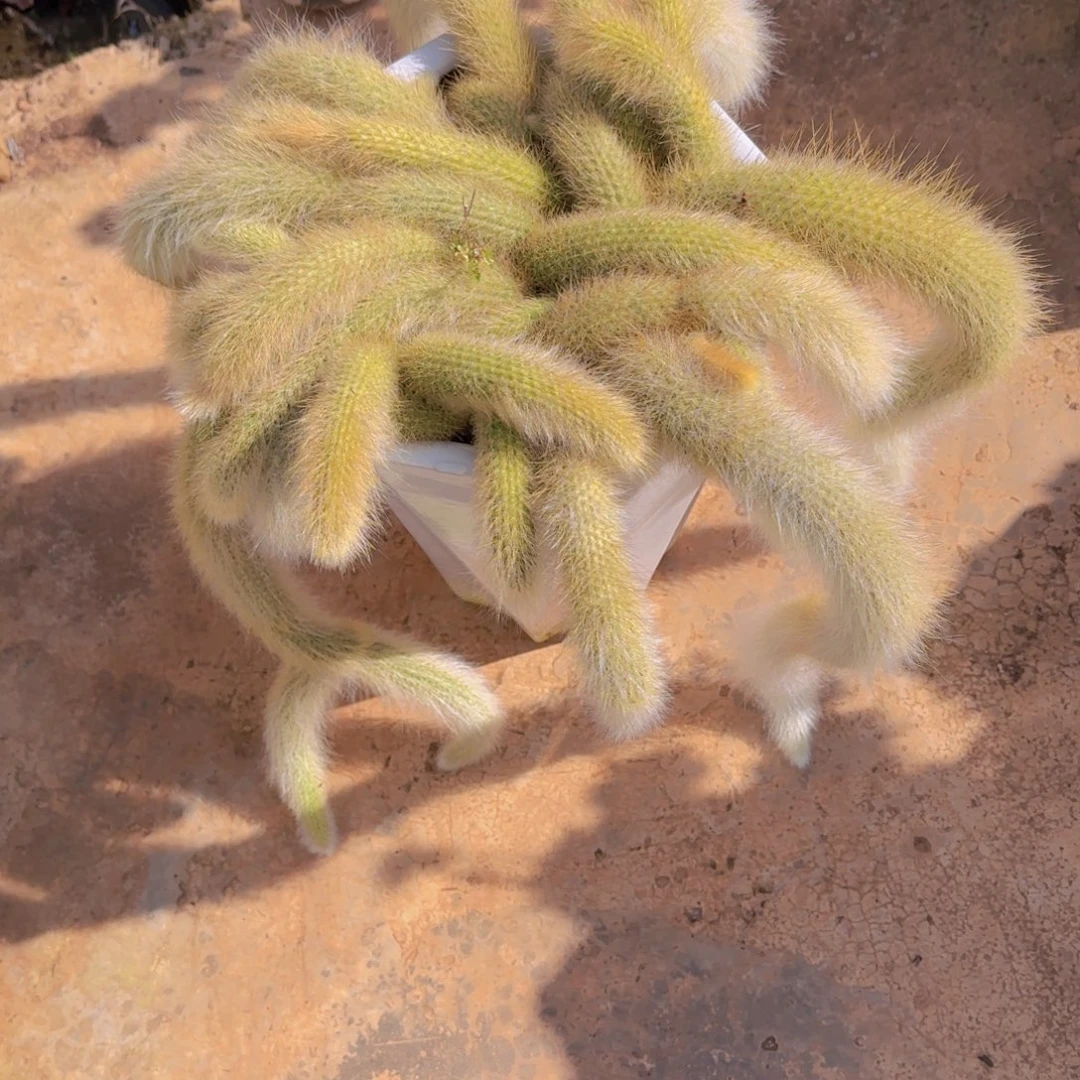 欧***月209九尾狐多肉植物物流到付不售后