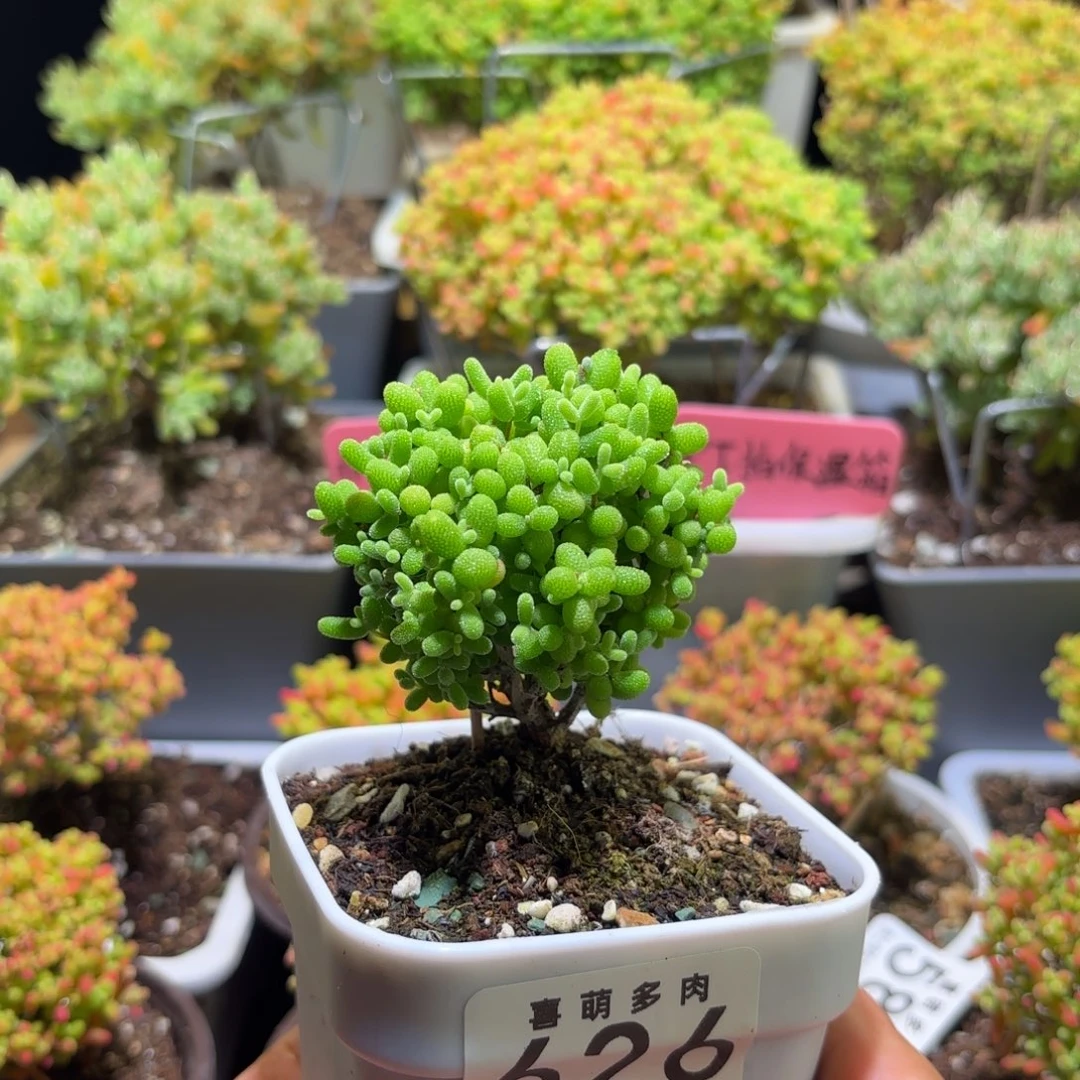 枝干番杏金桔糖球626