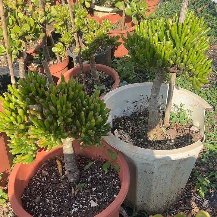 沐***奶多肉植物实物直播实物155