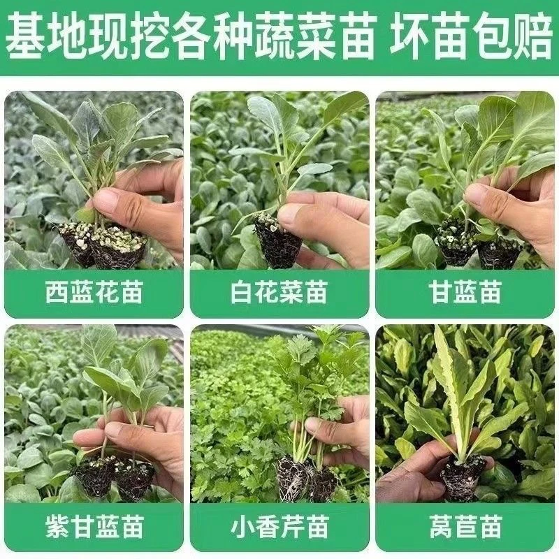 耐寒耐热西兰苔孢子甘蓝羽衣甘蓝秧苗适合秋冬春夏种植的蔬菜种苗