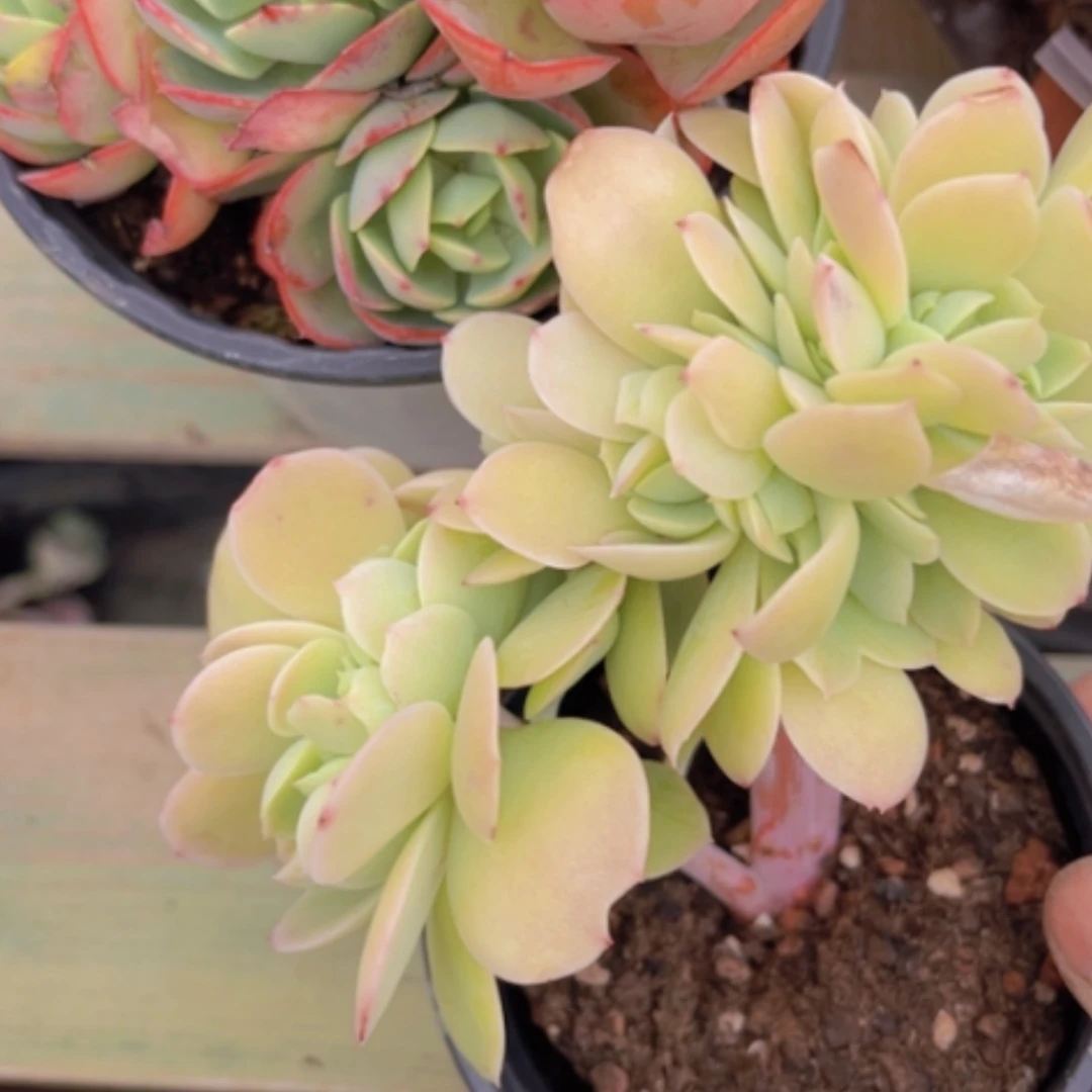 【闪购商品】碧桃缀07118