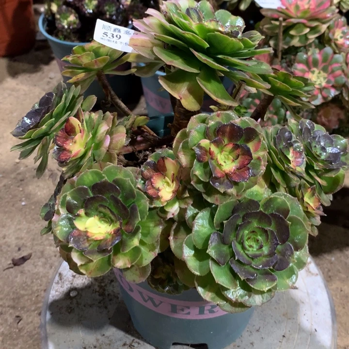 539海王七彩多肉植物特价