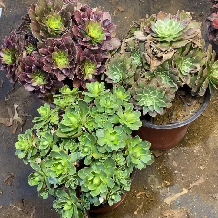 3盆多肉断头不包709