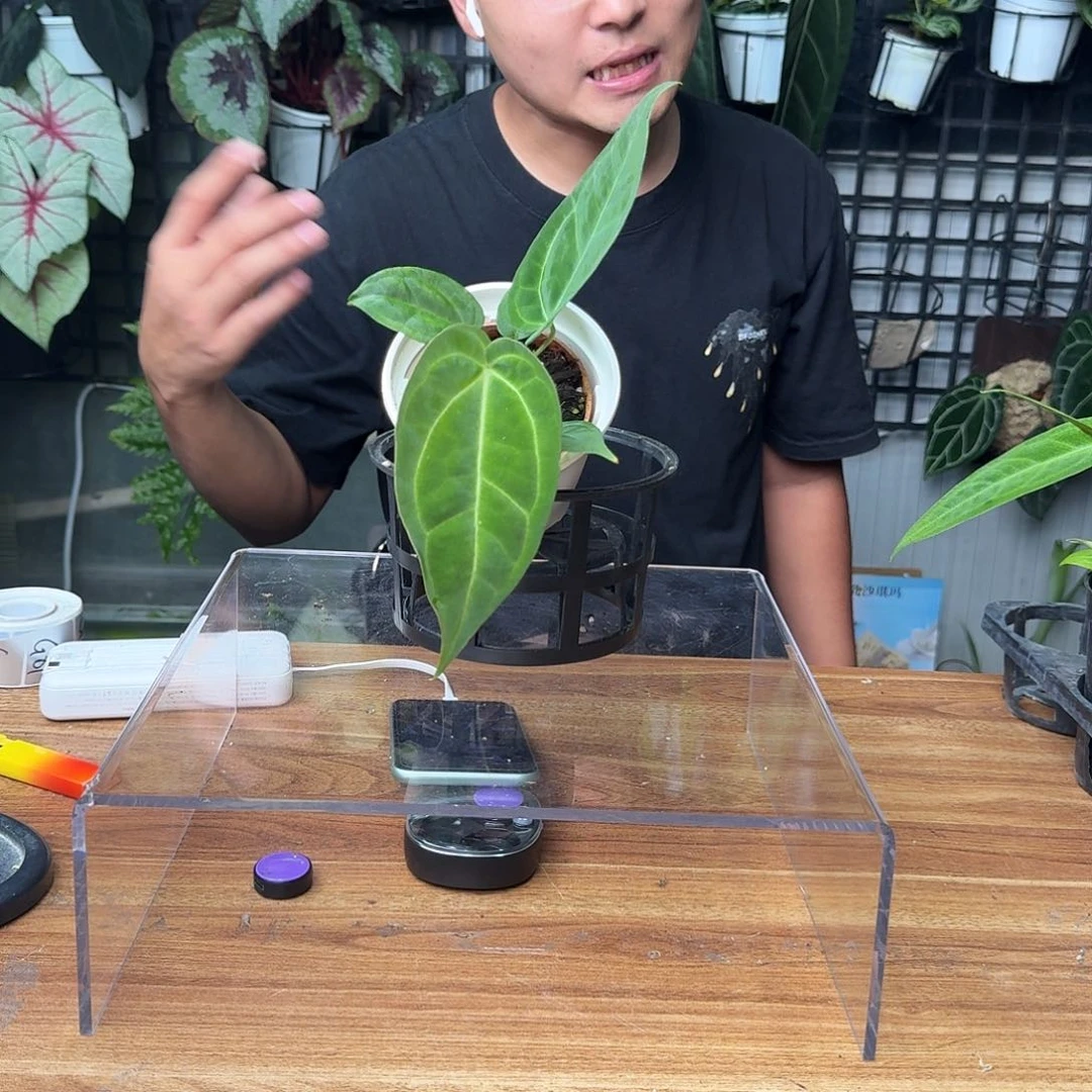 胡***西完全开放一物一拍77号