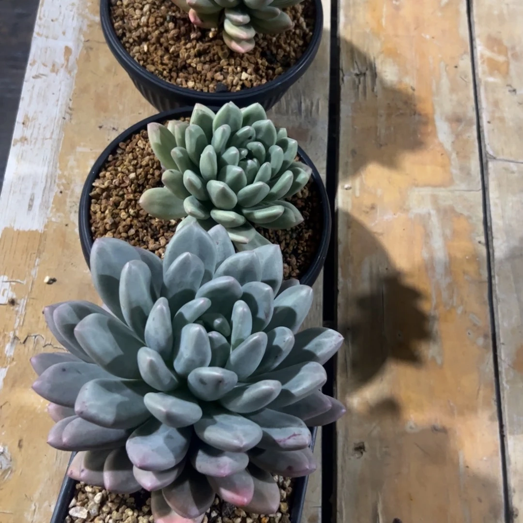 E***鹏多肉植物多肉植物