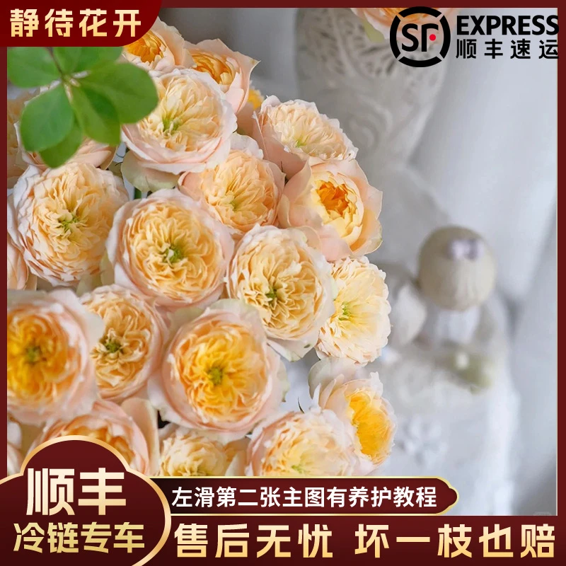 【静待花开】黄蝴蝶-稀有多头玫瑰 云南鲜花斗南花卉基地顺丰包邮