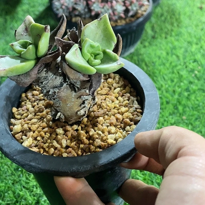 青冈苹果叶群生福利