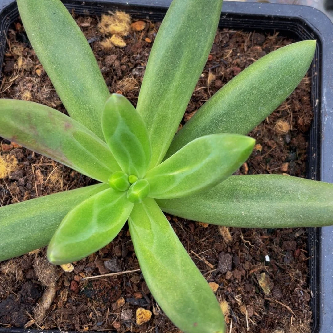 w***w好看的多肉植物薯条