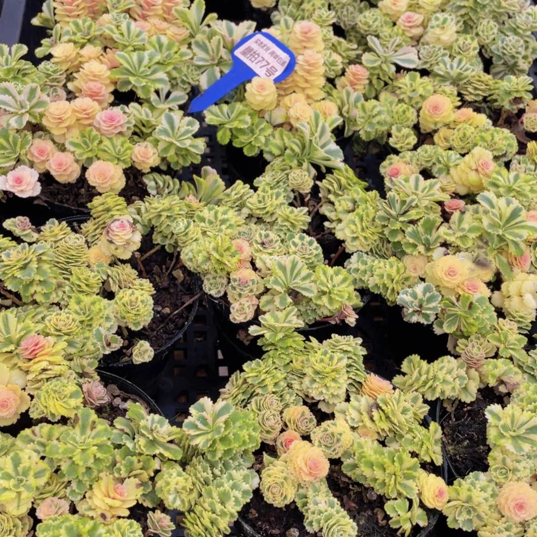 量拍77号 亚特兰蒂斯锦一盆