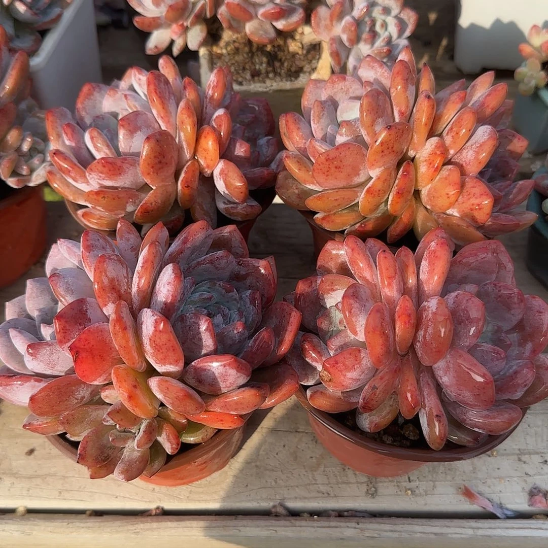 短肥圆红血橙四颗包邮