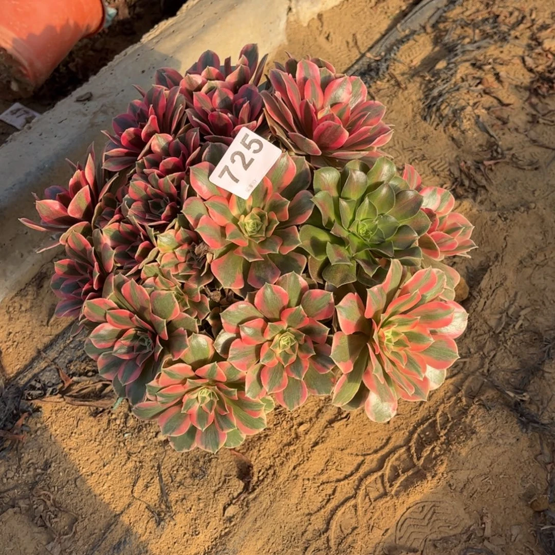 粉女妖725不包断枝微瑕