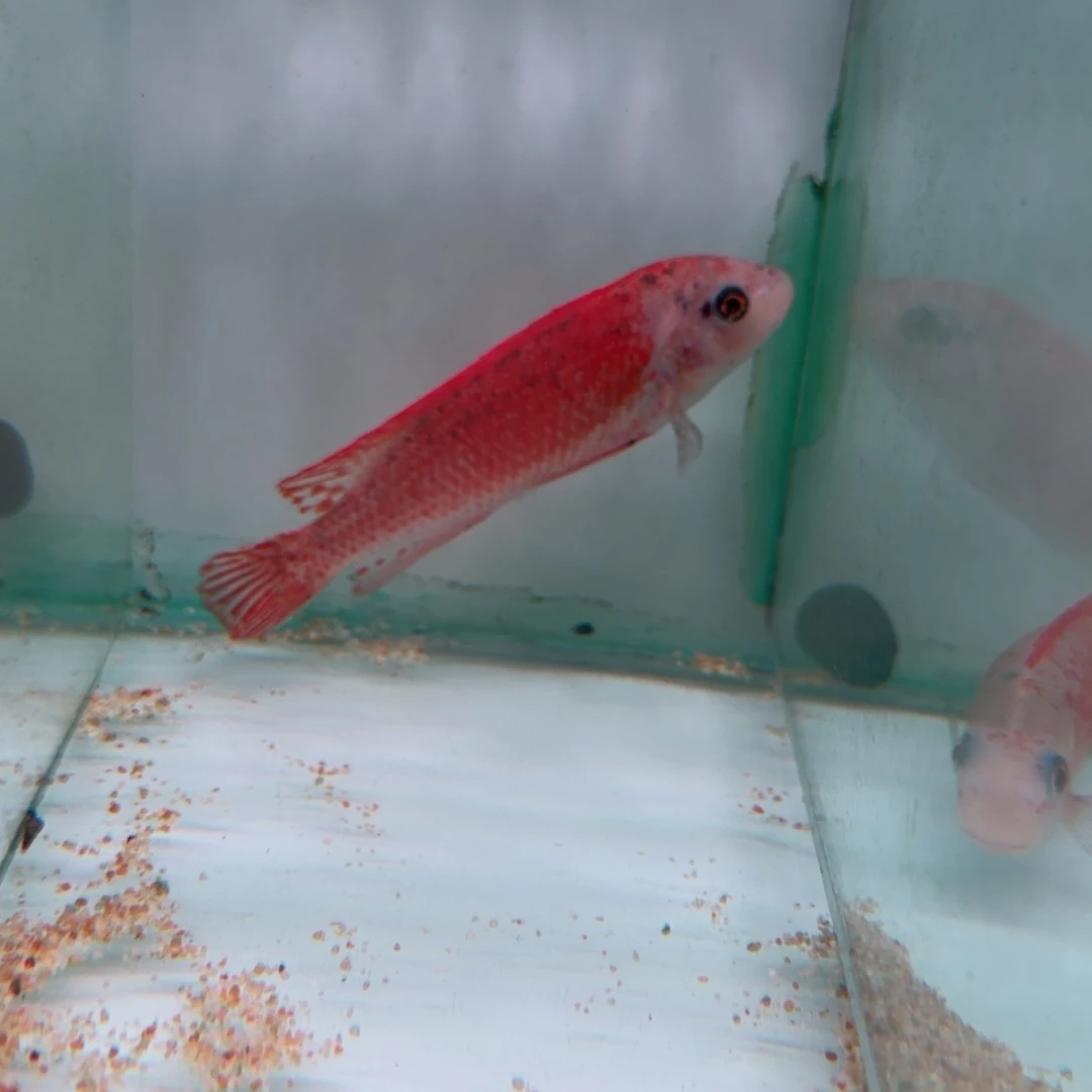 小***贝海水鱼大红袍o公专拍