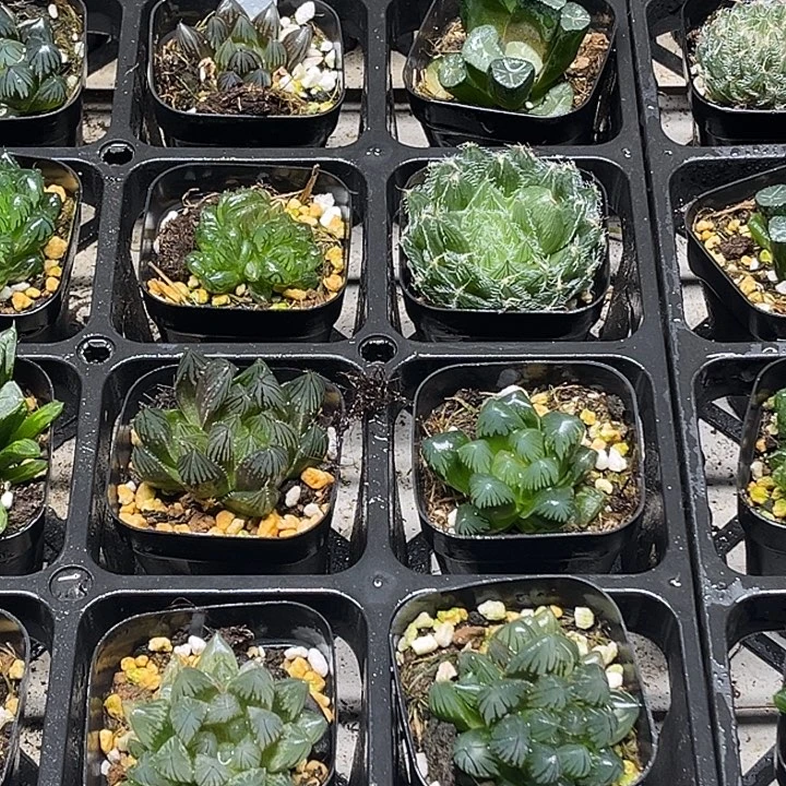 3 脱土发货8颗13.9包邮