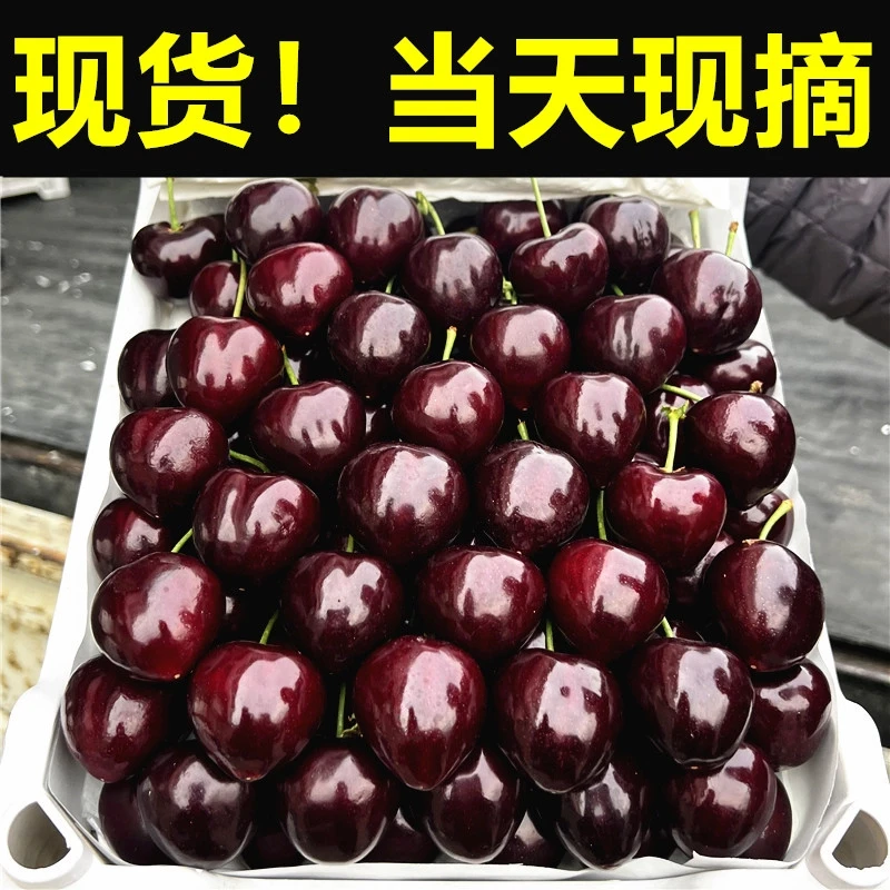 现摘山东青岛美早大樱桃纯甜爆汁净重2斤5-8J空运