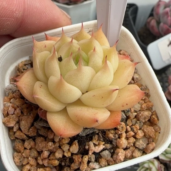 92海王一物一拍多肉