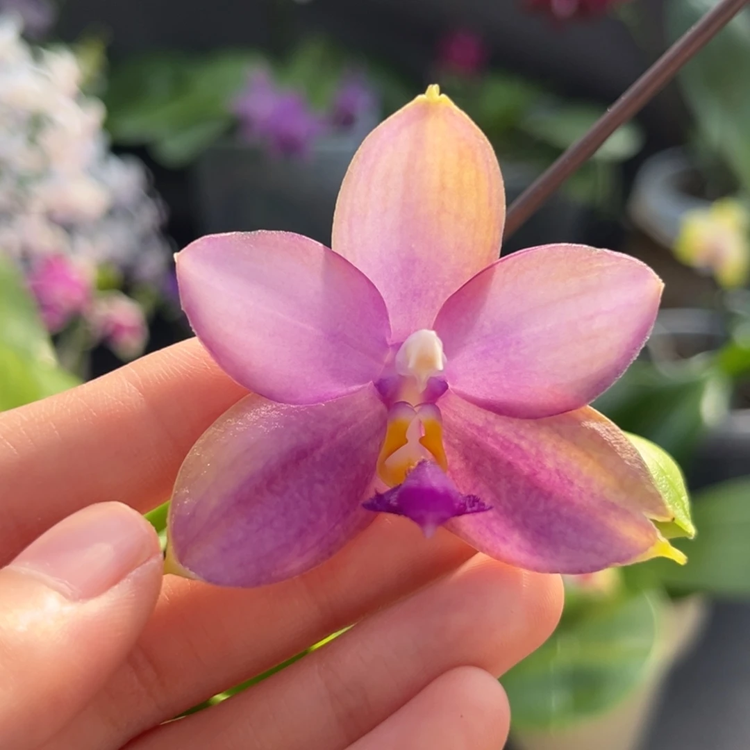 完全开放2.5寸鱼鱼交蓝鸟开花株