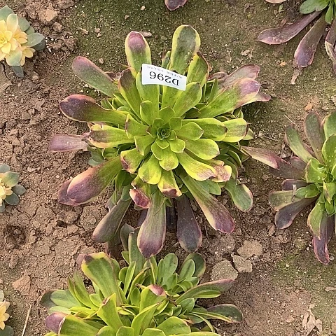 296欧嘉莉多肉法师锦