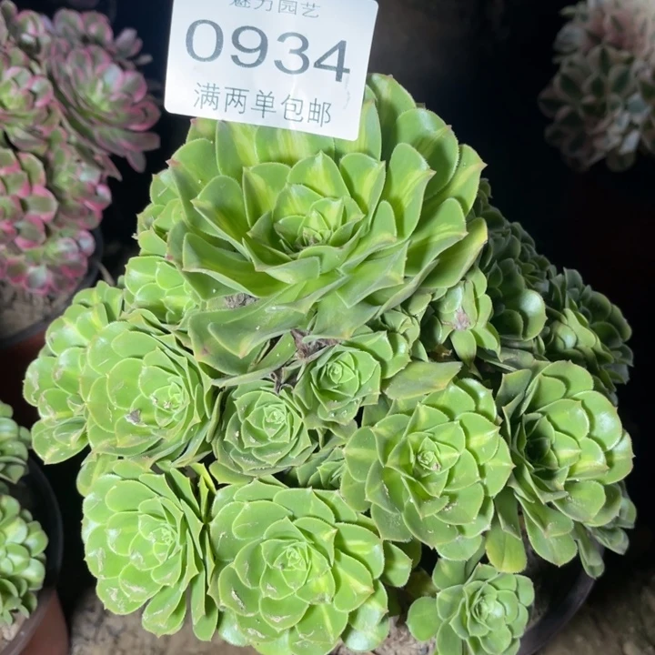 琉璃的人多肉的人0934