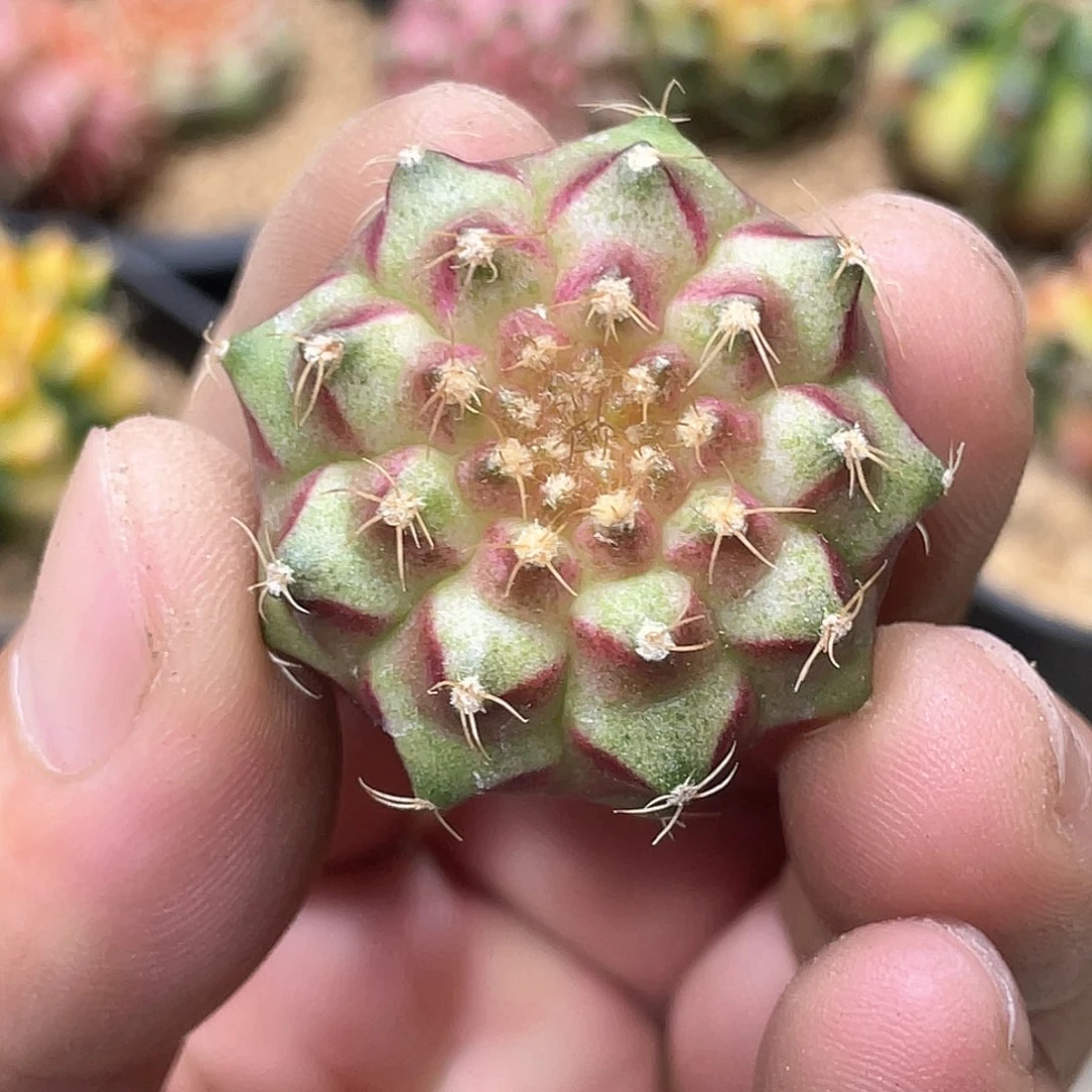 无花朵泰系实生根，包子海神轮回
