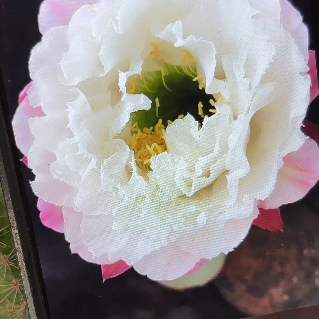 白牡丹毛侧牙20包邮13